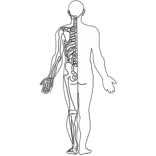 Giải-Phẫu-Yoga-Chuyên-Sâu